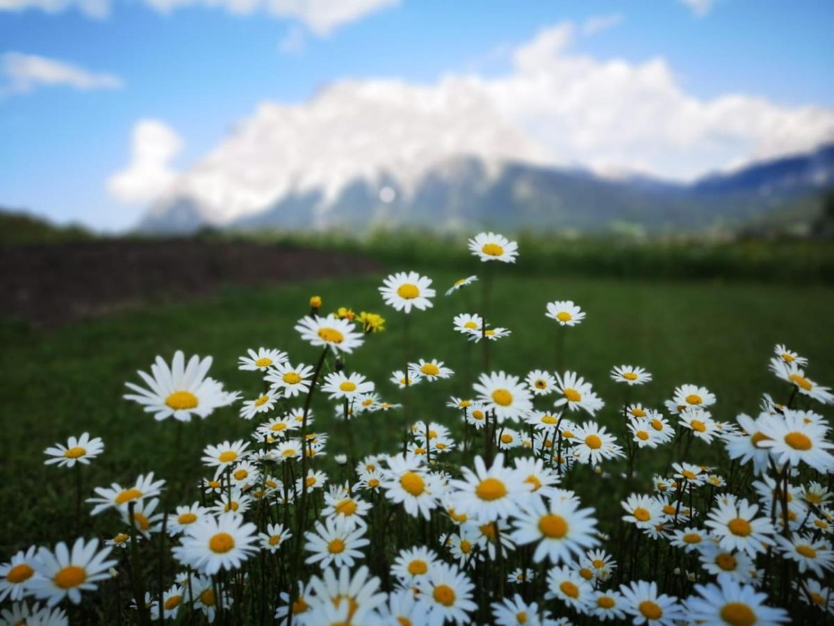 Haus Haas Daire Lermoos Dış mekan fotoğraf