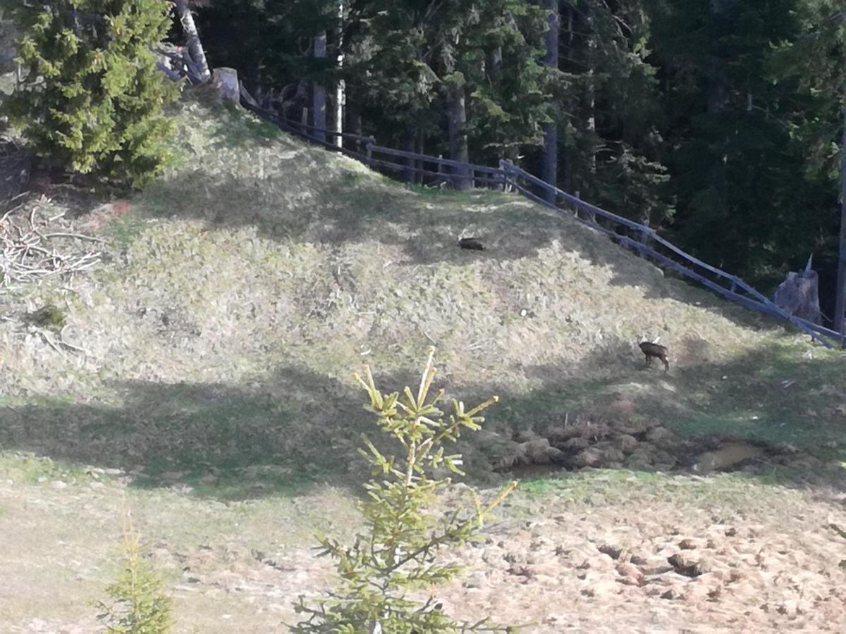 Haus Haas Daire Lermoos Dış mekan fotoğraf
