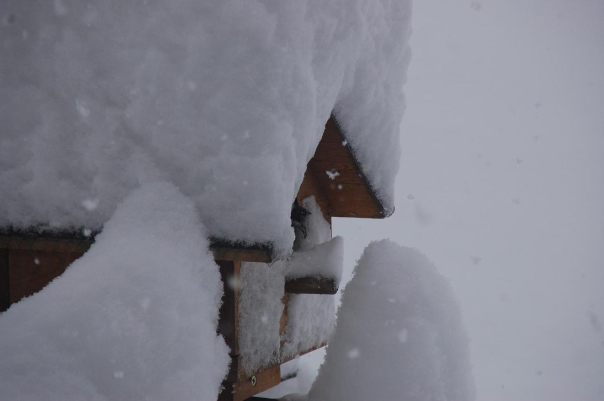 Haus Haas Daire Lermoos Dış mekan fotoğraf