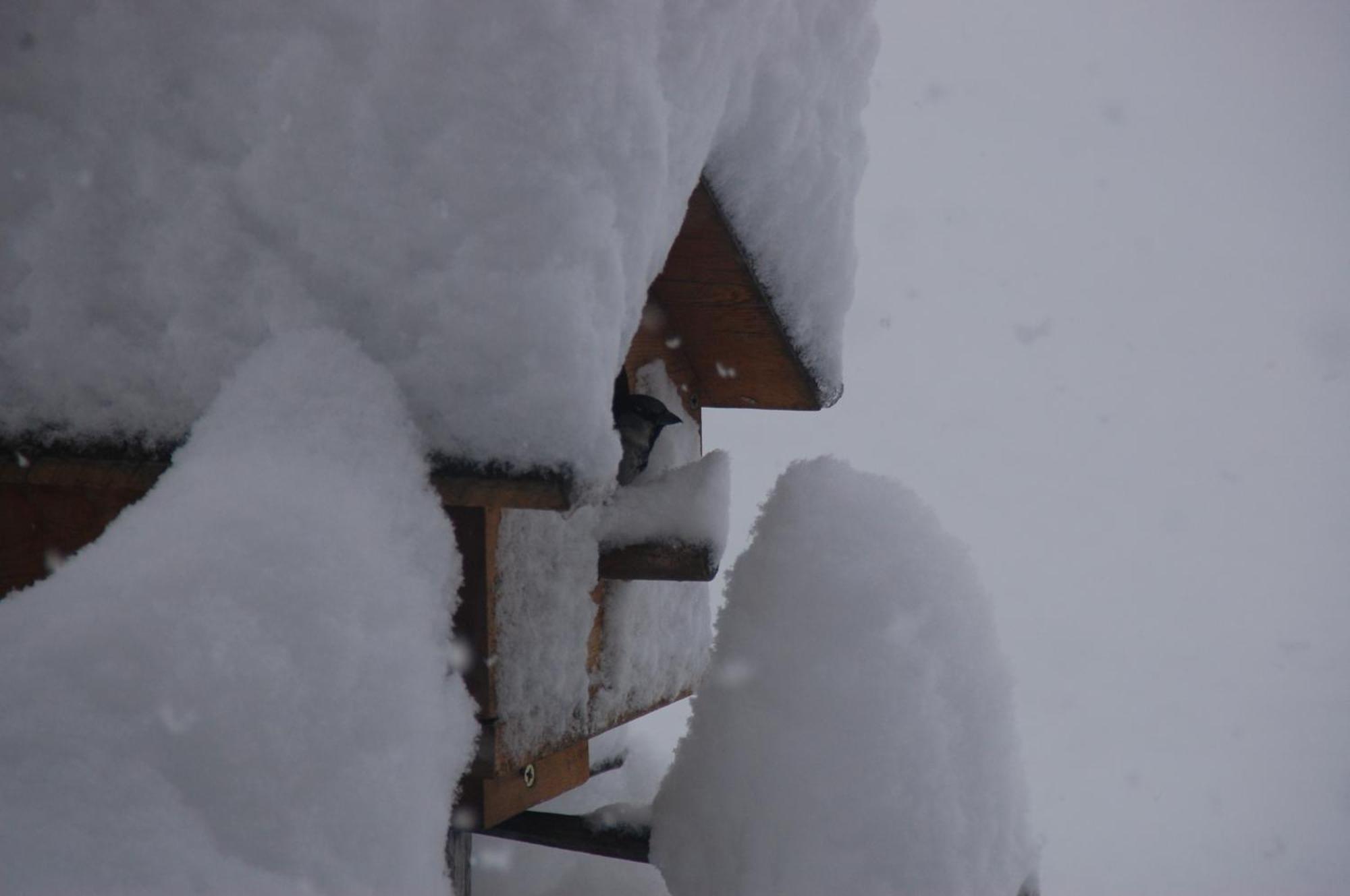 Haus Haas Daire Lermoos Dış mekan fotoğraf